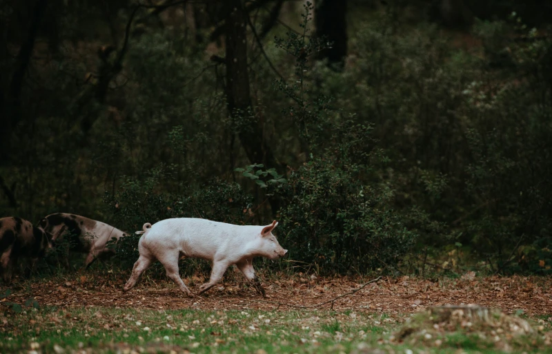 Escaped domestic pig