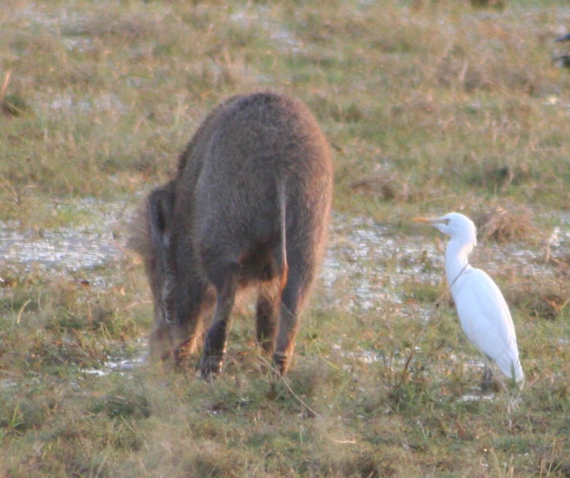 Invasive wild pig with a bird