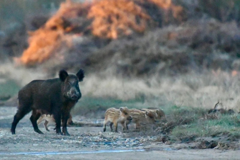 wild boar and piglets