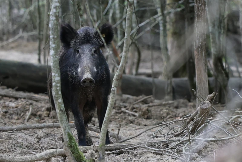 Wild Pig in wooded area