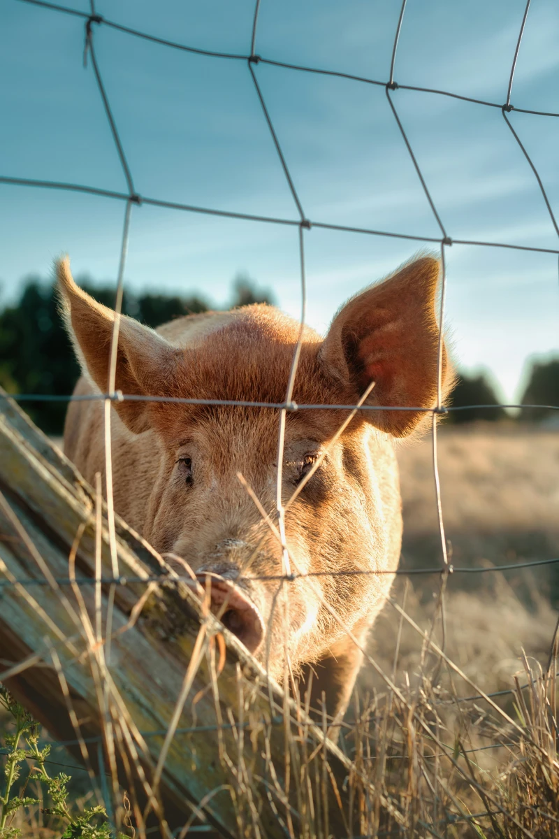 Fenced domestic pig