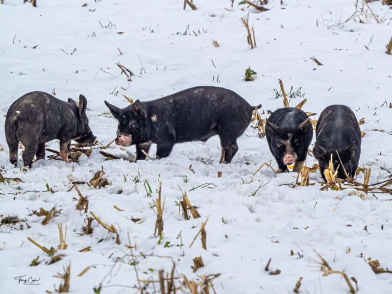 Domestic pigs in corn field