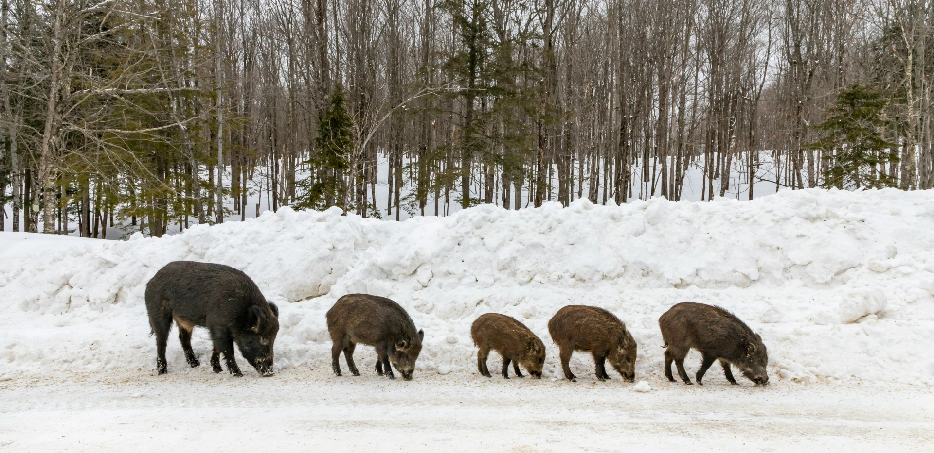 Female wild pig with piglets