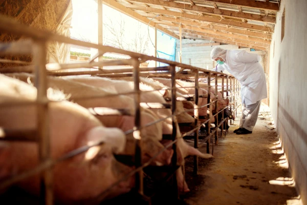 Inspector at a pig farm