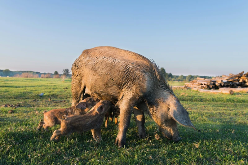 Invasive wild pig nursing piglets