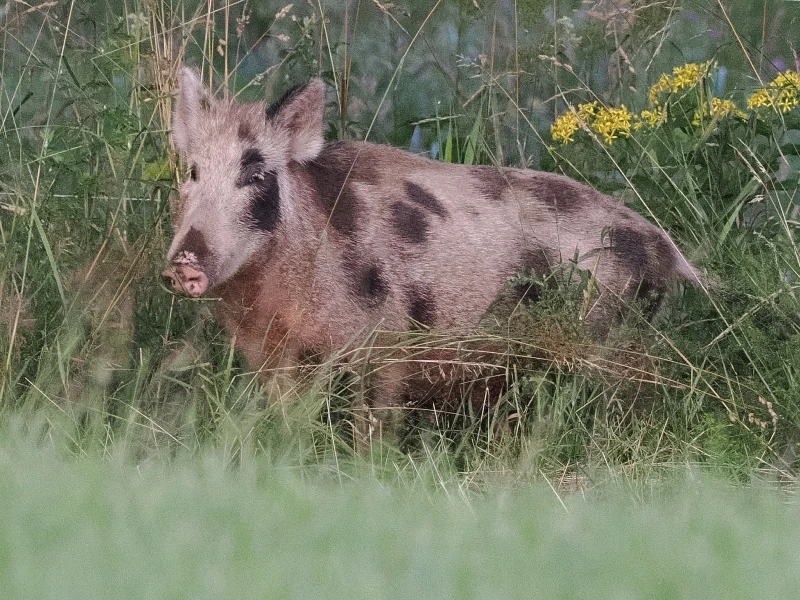 Wild Boar crossbred with domestic pig breed