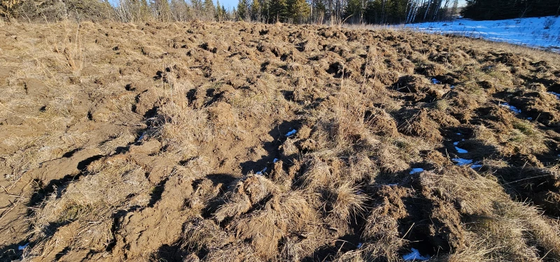 Invasive Wild Pig rooting