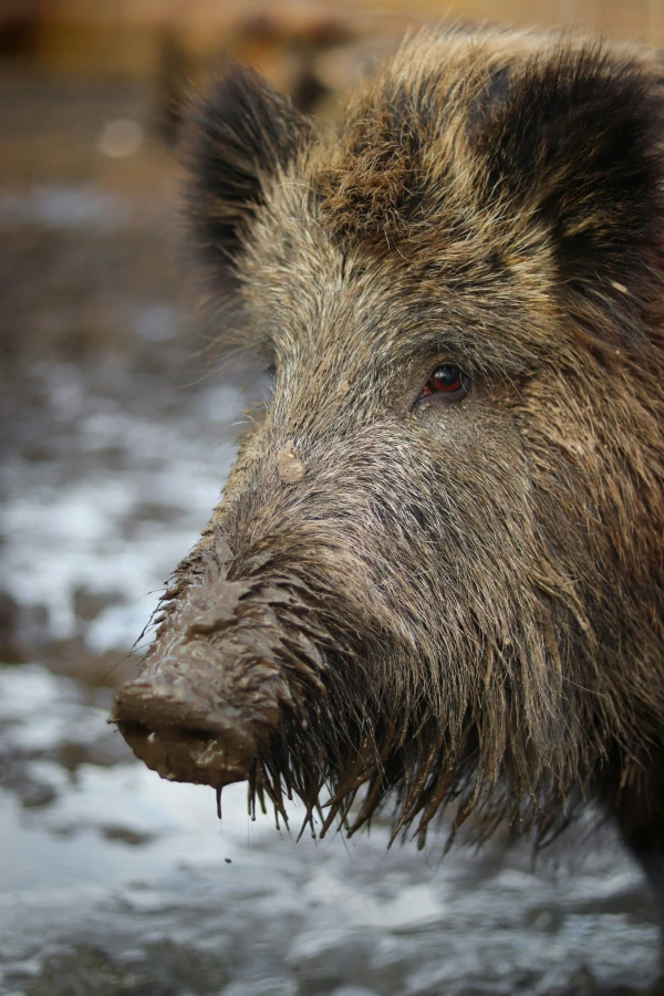 Invasive Eurasian wild boar detail