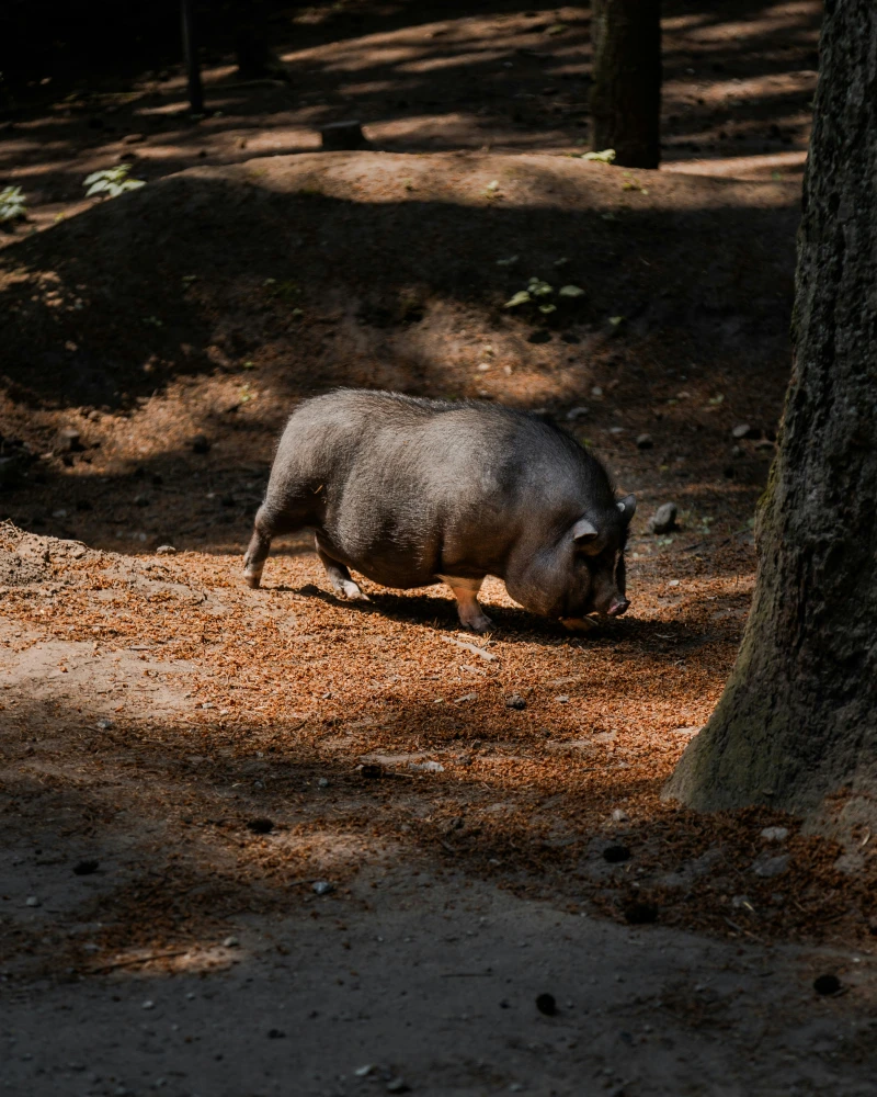 Invasive pot-bellied pig