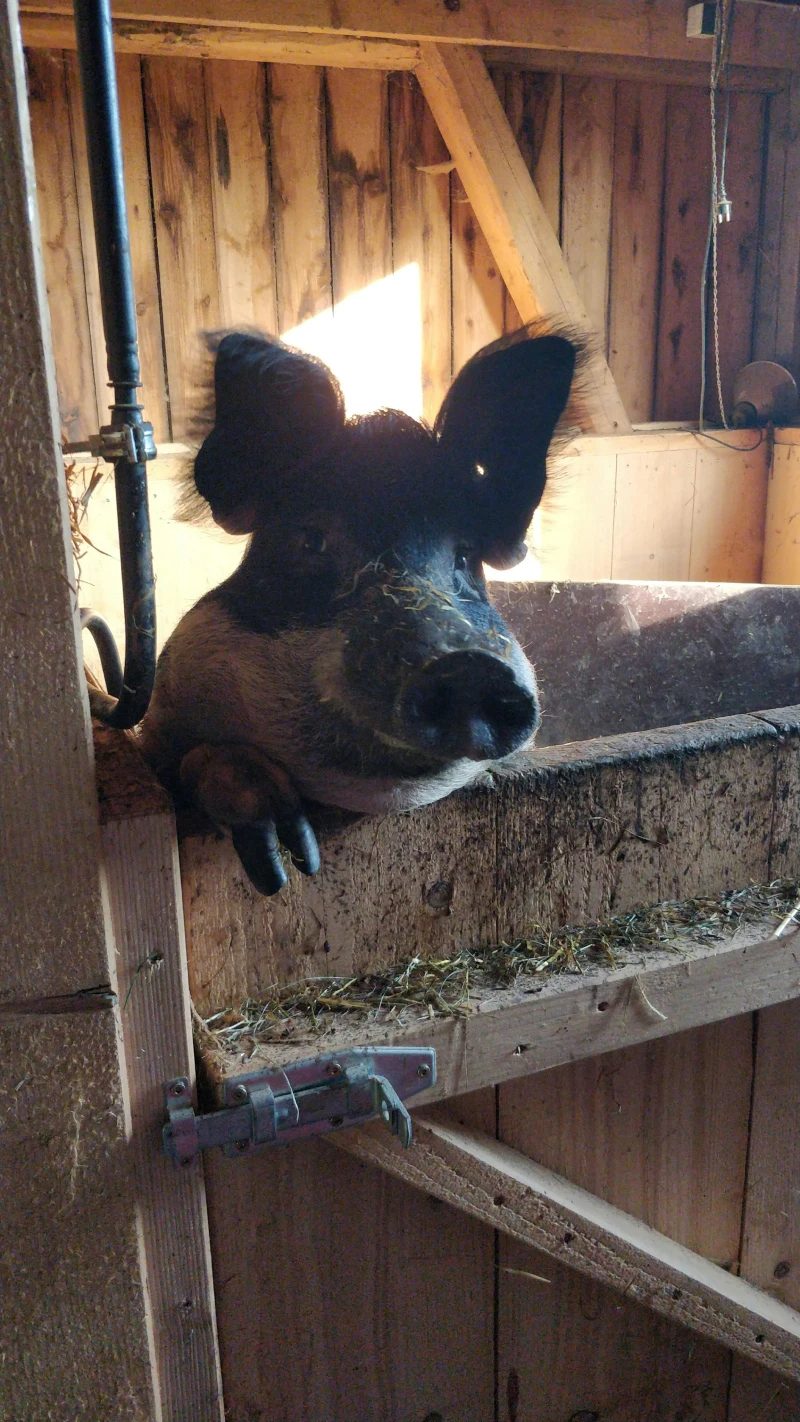 Ownership of live Eurasian Wild Boar