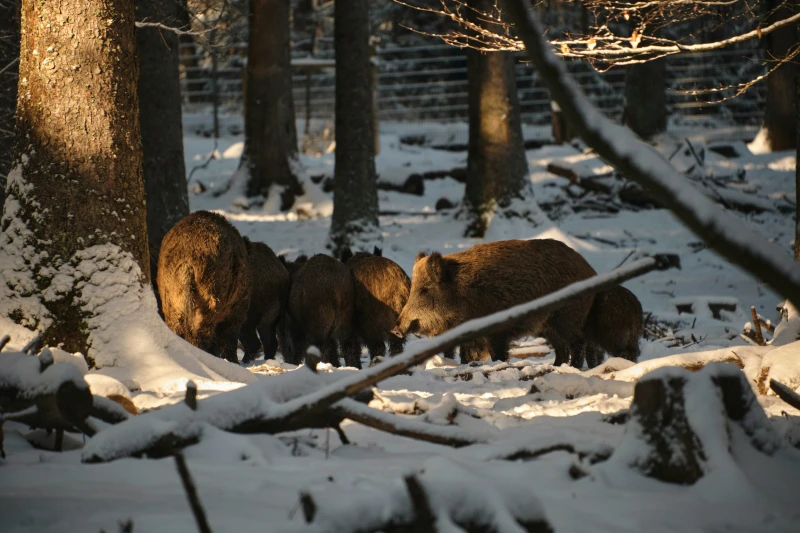 Invasive wild pigs in a forest photo
