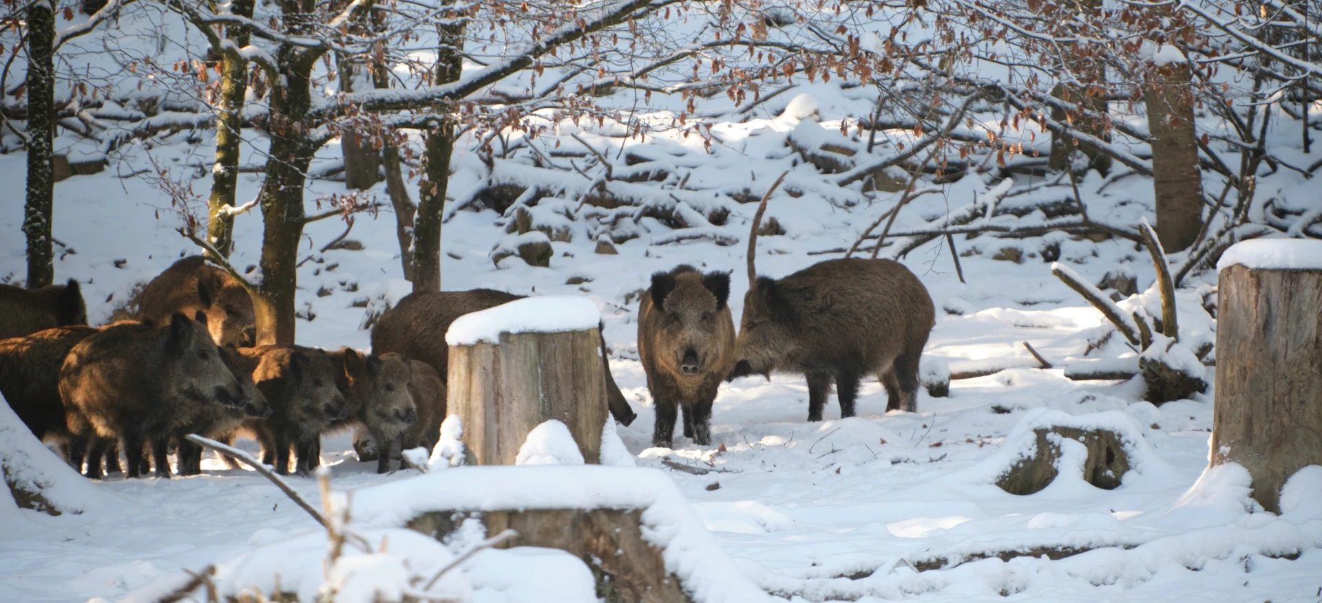Photo d’une harde de porcs sauvages dans une forêt enneigée 