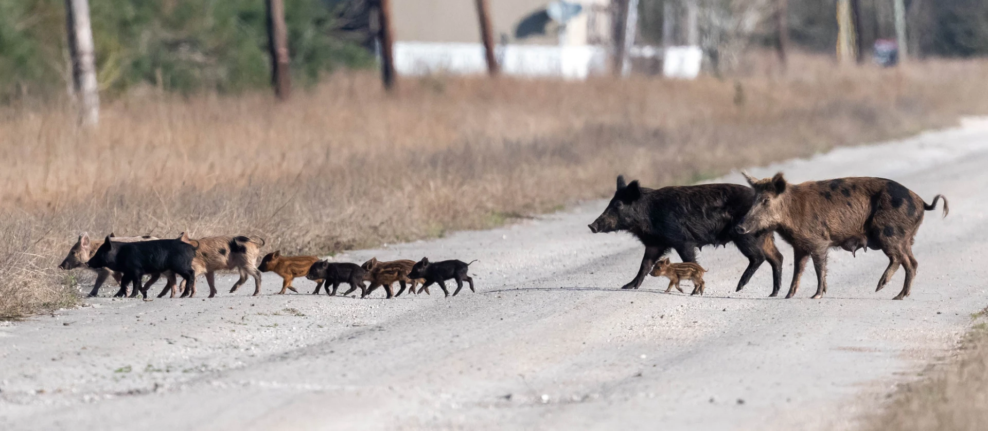 Photo by Chris © iNaturalist CC BY-NC Sounder crossing rural road