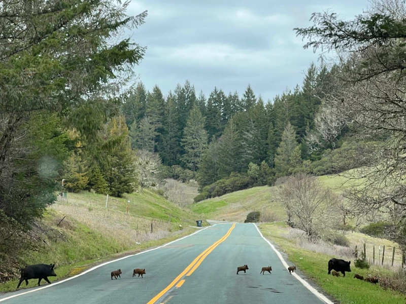 Photo by Philip Georgakakos © iNaturalist CC BY-NC invasive Eurasian wild boar sounder crossing a highway