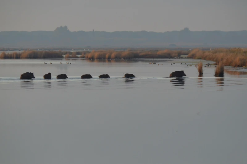 Photo by brunoparisotto © iNaturalist CC BY-NC Sounder crossing water
