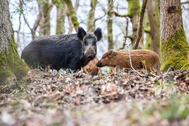 Photo by mervyngreening © iNaturalist CC BY-NV Female wild boar and piglets