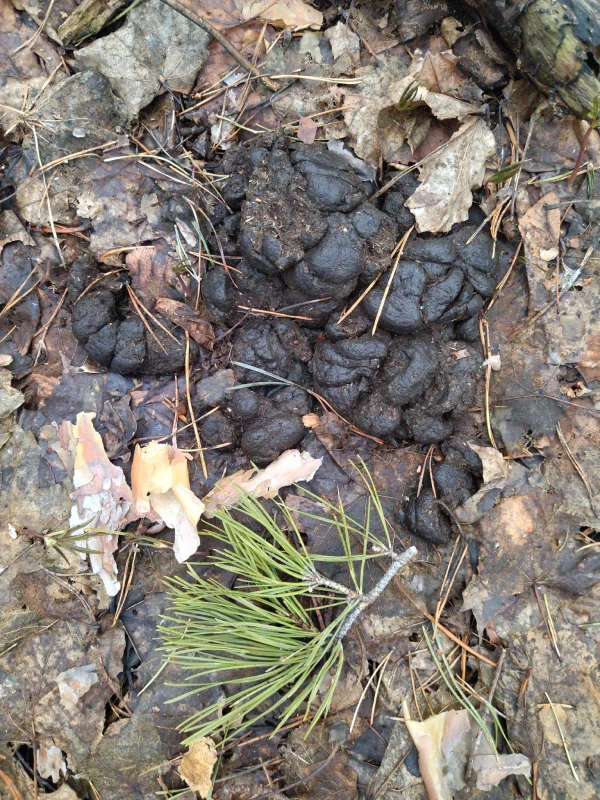 Wild Pig Scat