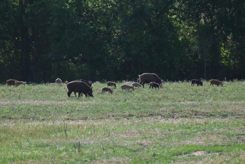 Photo by Sandy Underwood © iNaturalist CC BY-NC-ND Wild big population