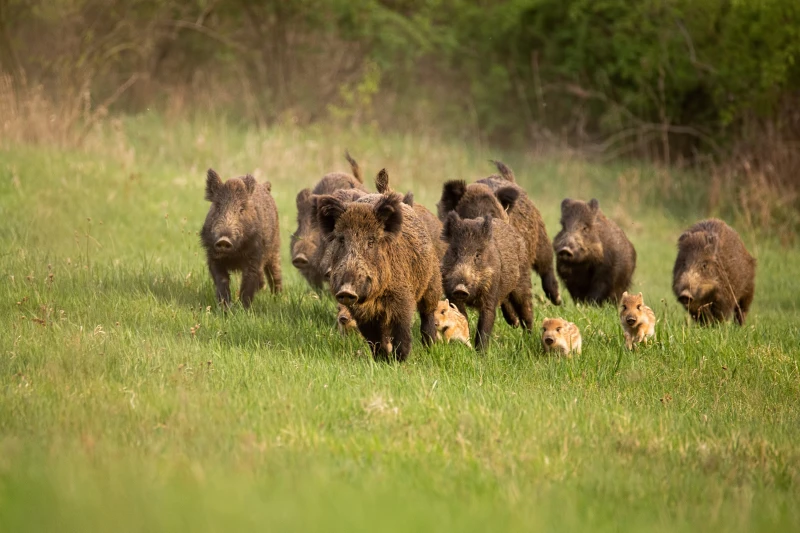 Wild pigs running in the field