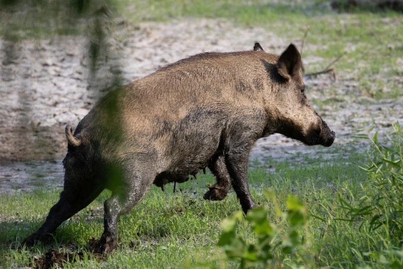 Wild Pig Running