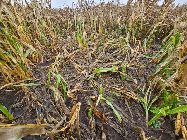 Wild Pig Corn Field Nest