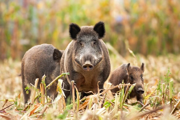 Invasive wild pigs in a corn field
