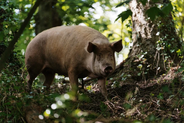 Wild domestic pig