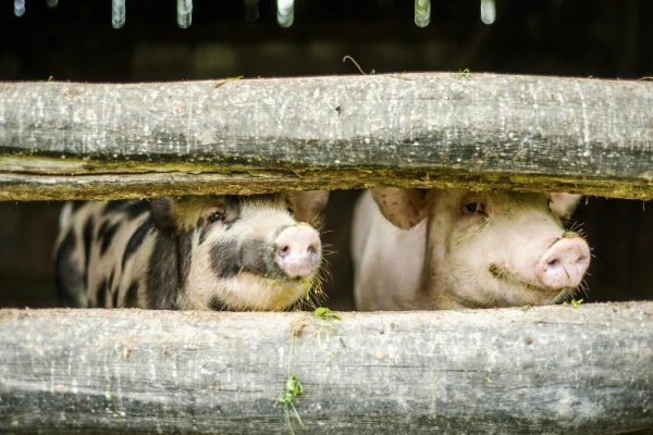 Domestic pigs