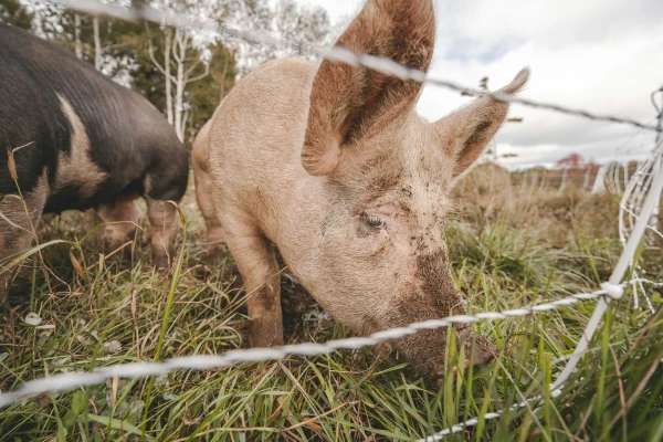 Domestic pig