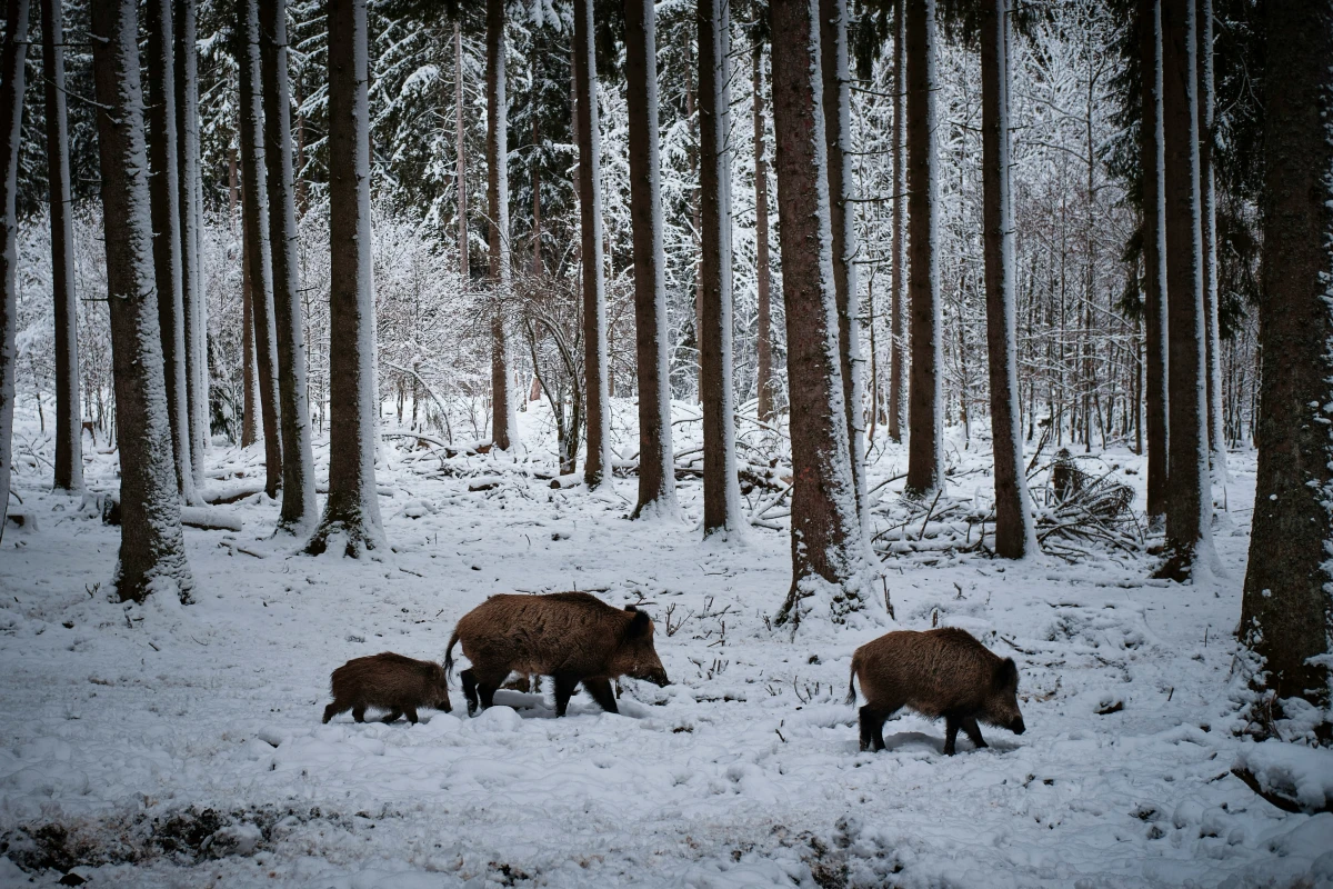 Photo of Invasive Wild Pigs