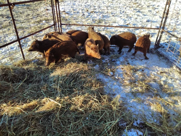 Wild Pig trap