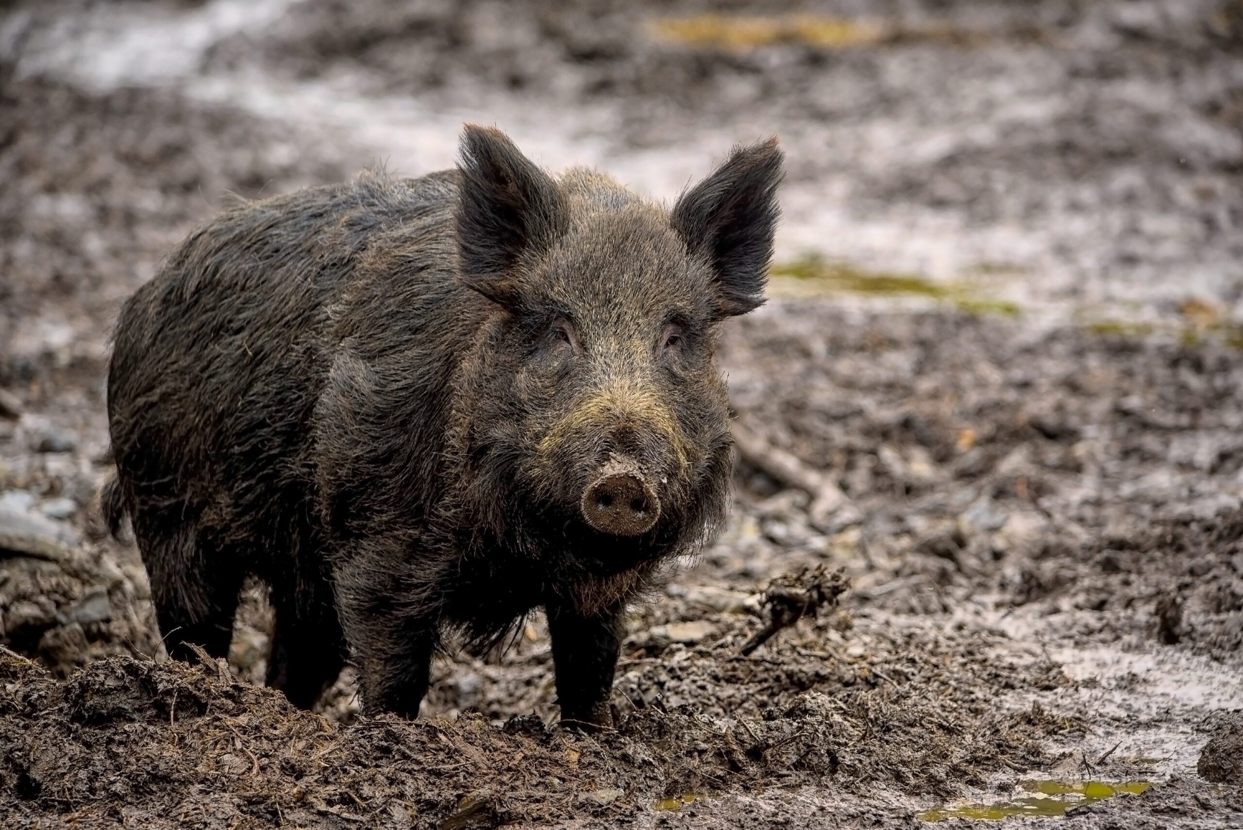 Invasive wild pig standing in the mud